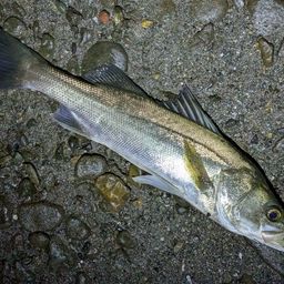 フッコ（マルスズキ）