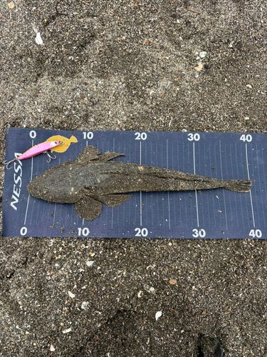 マゴチの釣果