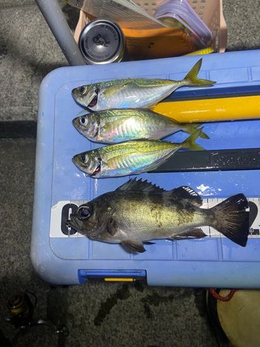 メバルの釣果