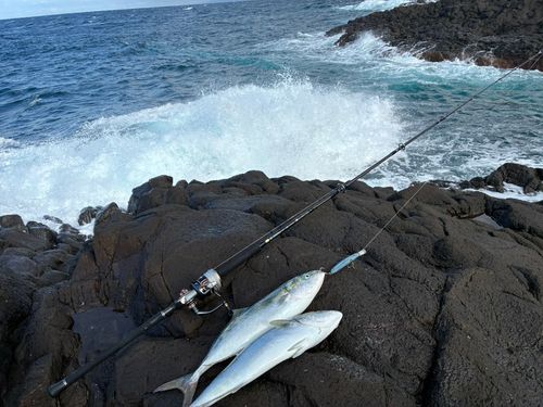 ワラサの釣果