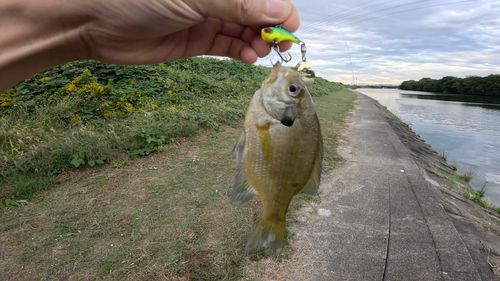 ブルーギルの釣果