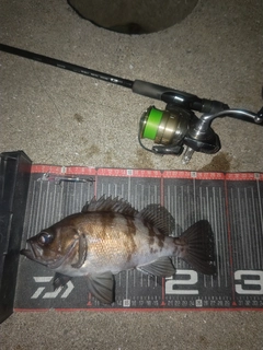 メバルの釣果