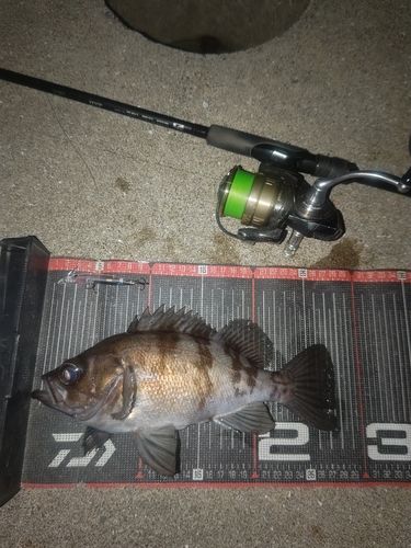 メバルの釣果