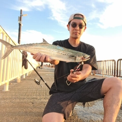 サゴシの釣果