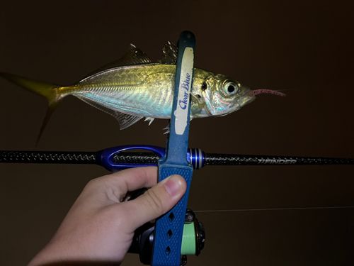 マアジの釣果