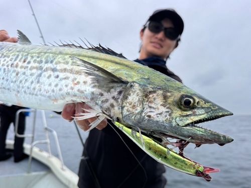 サワラの釣果