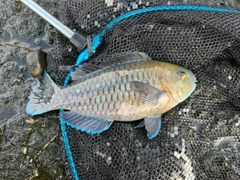 釣果