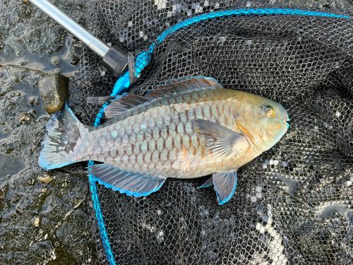 釣果