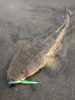 マゴチの釣果