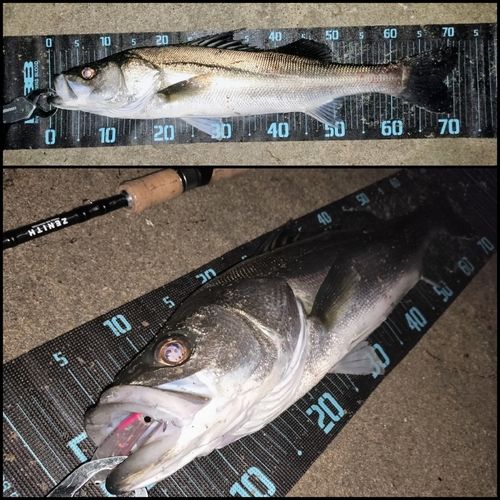 シーバスの釣果