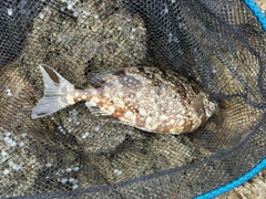 釣果