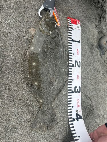 ヒラメの釣果