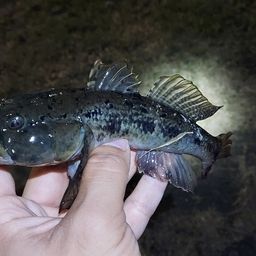 マハゼ