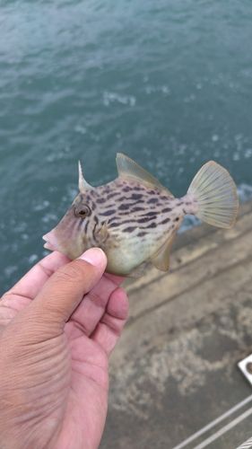 カワハギの釣果