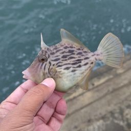 カワハギ