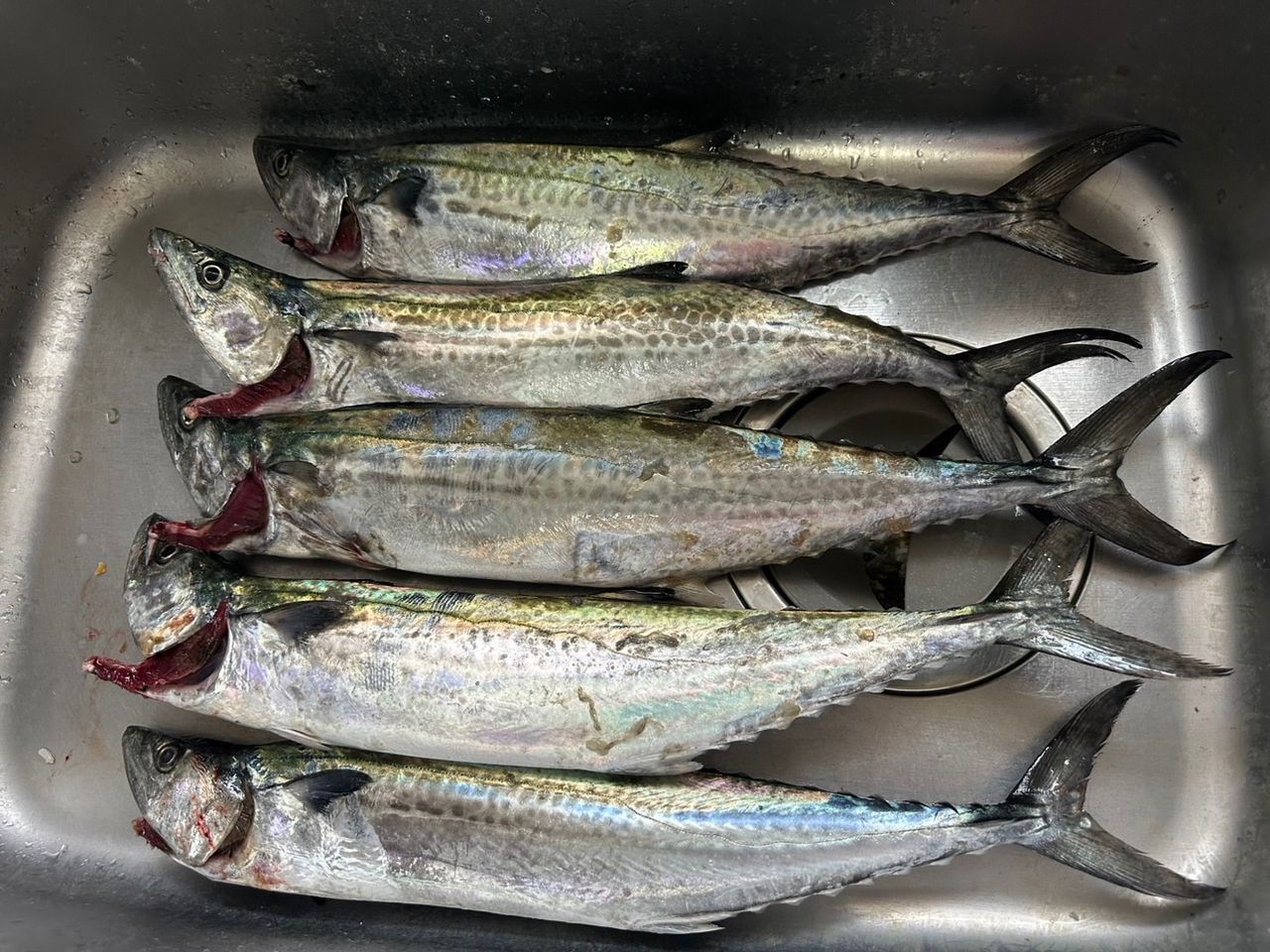 SHIMANO 18ワールドシャウラ 1704R-2の最安値・インプレ・釣果