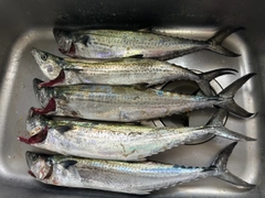 サゴシの釣果