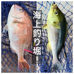 マダイ
