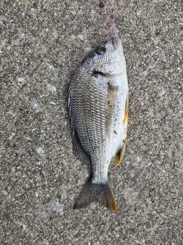 キビレの釣果