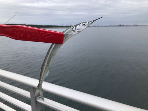 サヨリの釣果