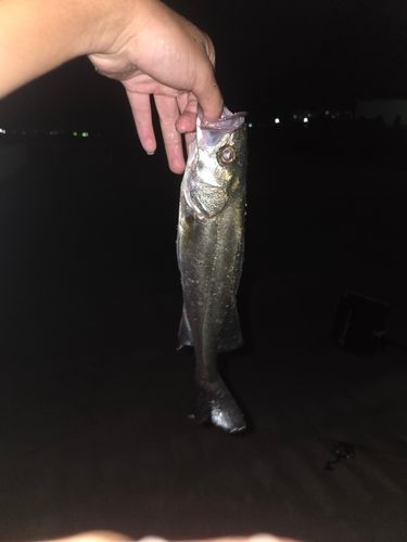 フッコ（マルスズキ）の釣果