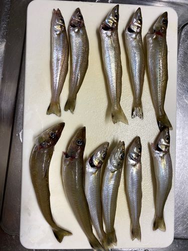 木更津沖