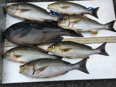 イサキの釣果