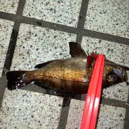 メバル