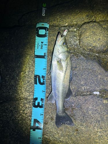 セイゴ（マルスズキ）の釣果