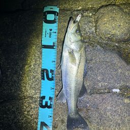 セイゴ（マルスズキ）