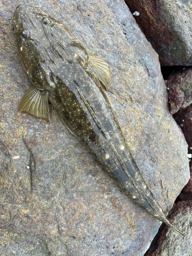 コチの釣果