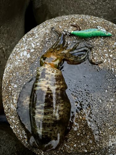 アオリイカの釣果