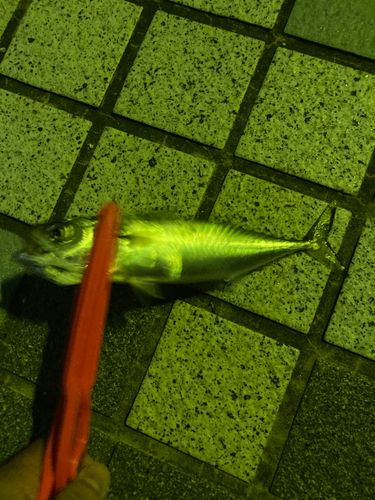 サバの釣果