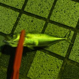 サバ