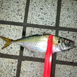 アジ