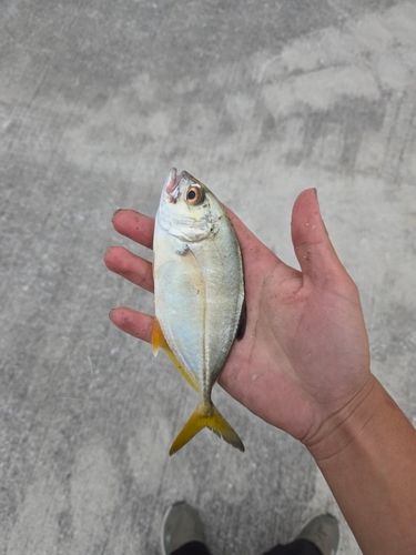 メッキの釣果