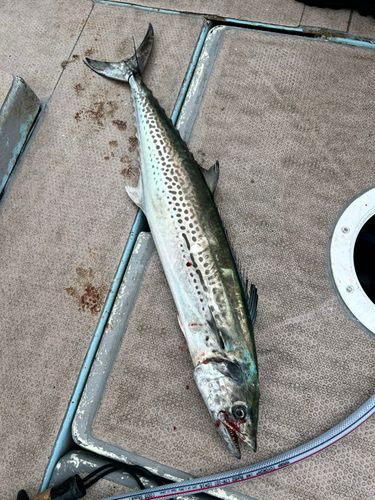 サワラの釣果