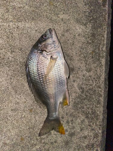 チヌの釣果