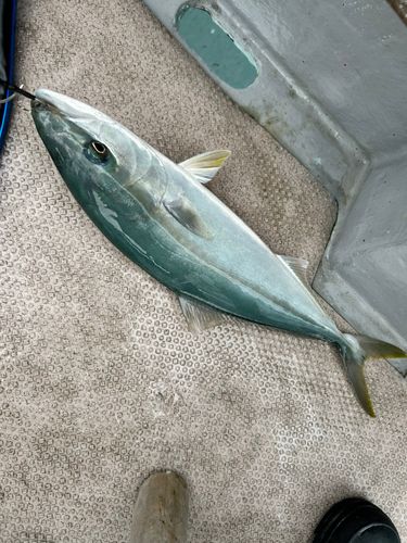 ハマチの釣果