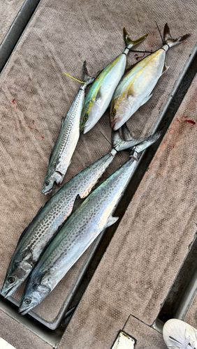 サワラの釣果