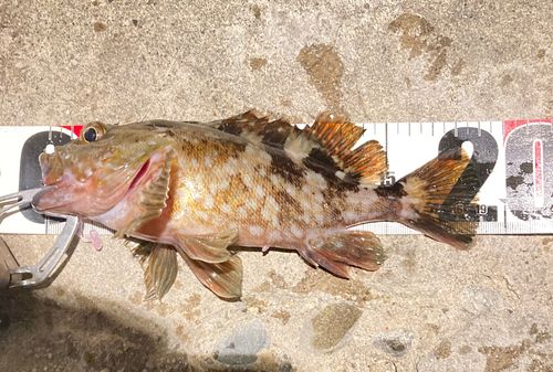 カサゴの釣果