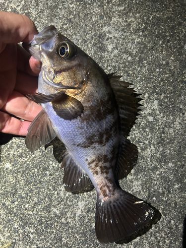 メバルの釣果