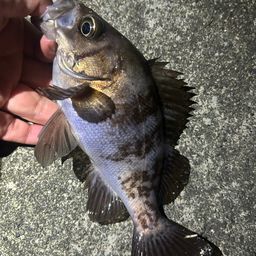 メバル