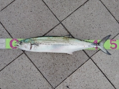 サゴシの釣果