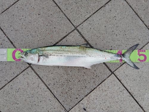 サゴシの釣果