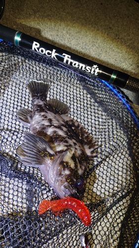 オウゴンムラソイの釣果