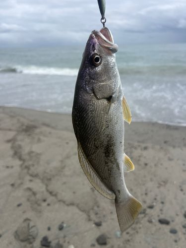中田島サーフ