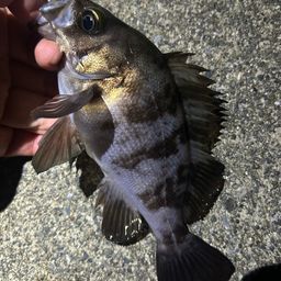 メバル