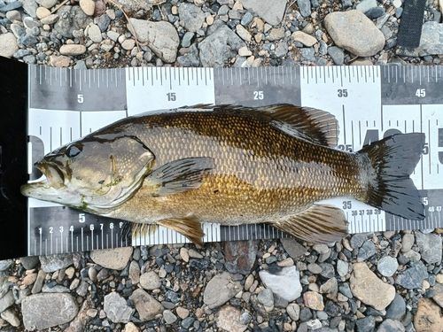 スモールマウスバスの釣果
