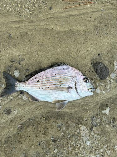 ヘダイの釣果
